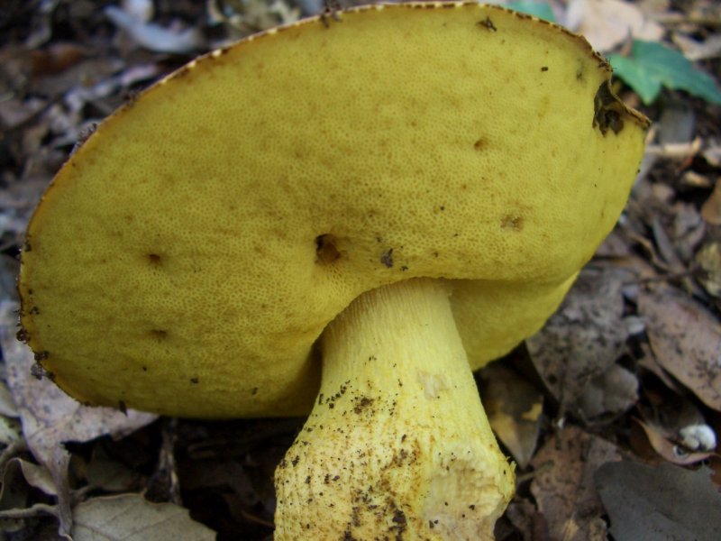 in pineta marittima